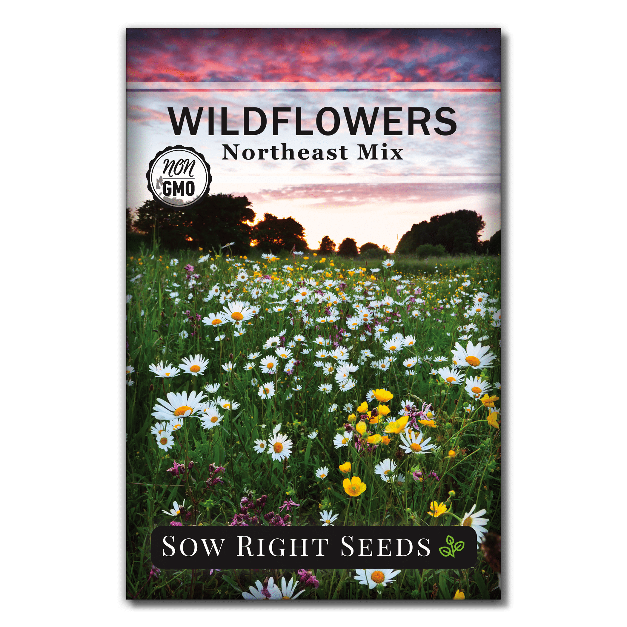 Northeast Region Wildflower Seeds Non GMO Heirloom Varieties for