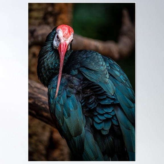 Northern Bald Ibis Poster Wall Art, Modern Wall Decor For Living Room Bedroom, 24x36 UNFRAMED