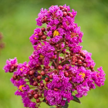 Northern Belle Magenta Crape Myrtle (Lagerstroemia), Dormant Bare Root Starter Flowering Shrub (1-Pack)