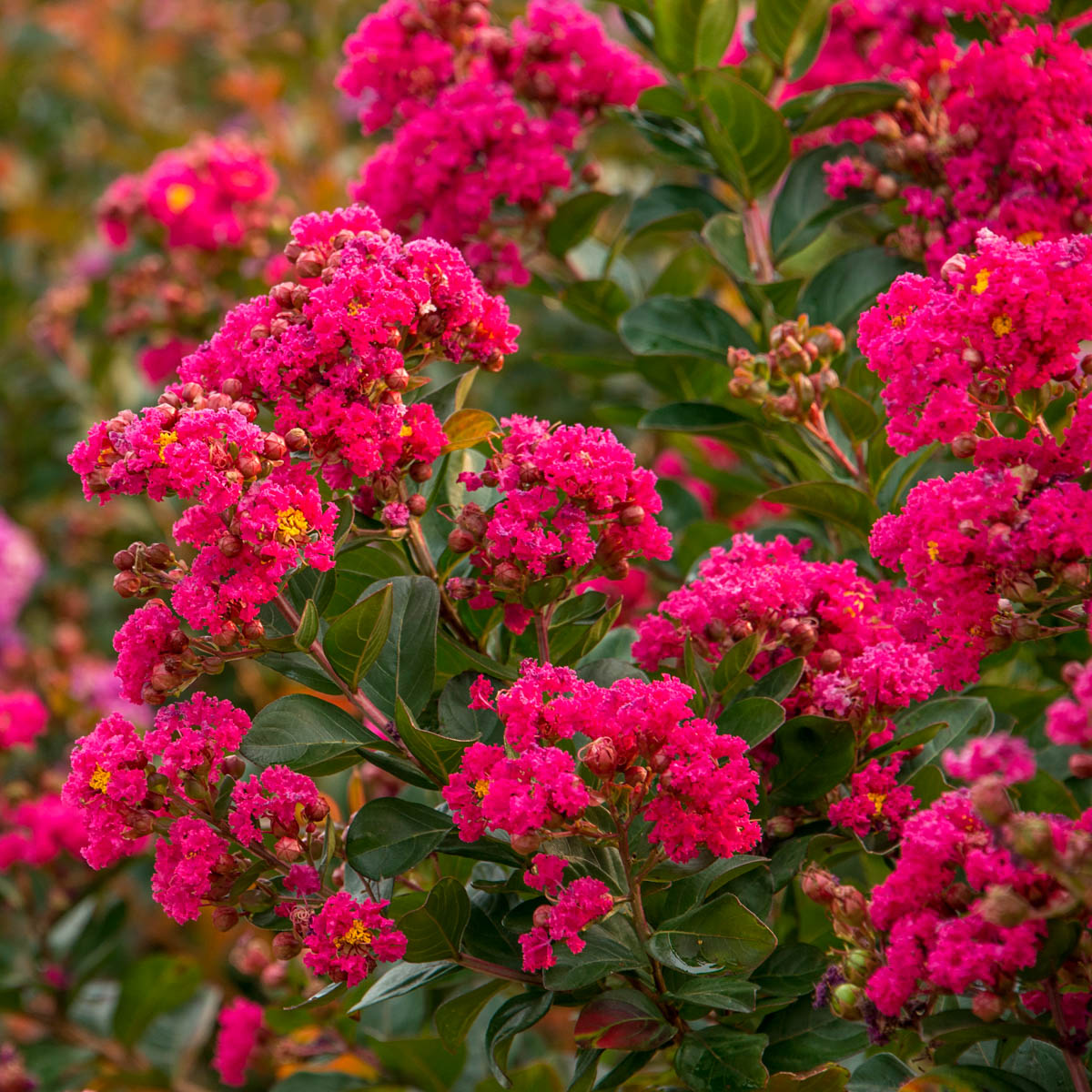 50 MIXED CREPE MYRTLE Lagerstroemia Indica Tree Shrub Crape 6 Color Mix