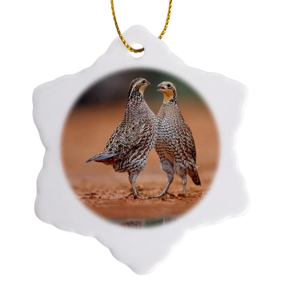 3drose, Northern Bobwhite Quail Females Challenging Each Other, Texas, 3 inch Snowflake Porcelain Ornament