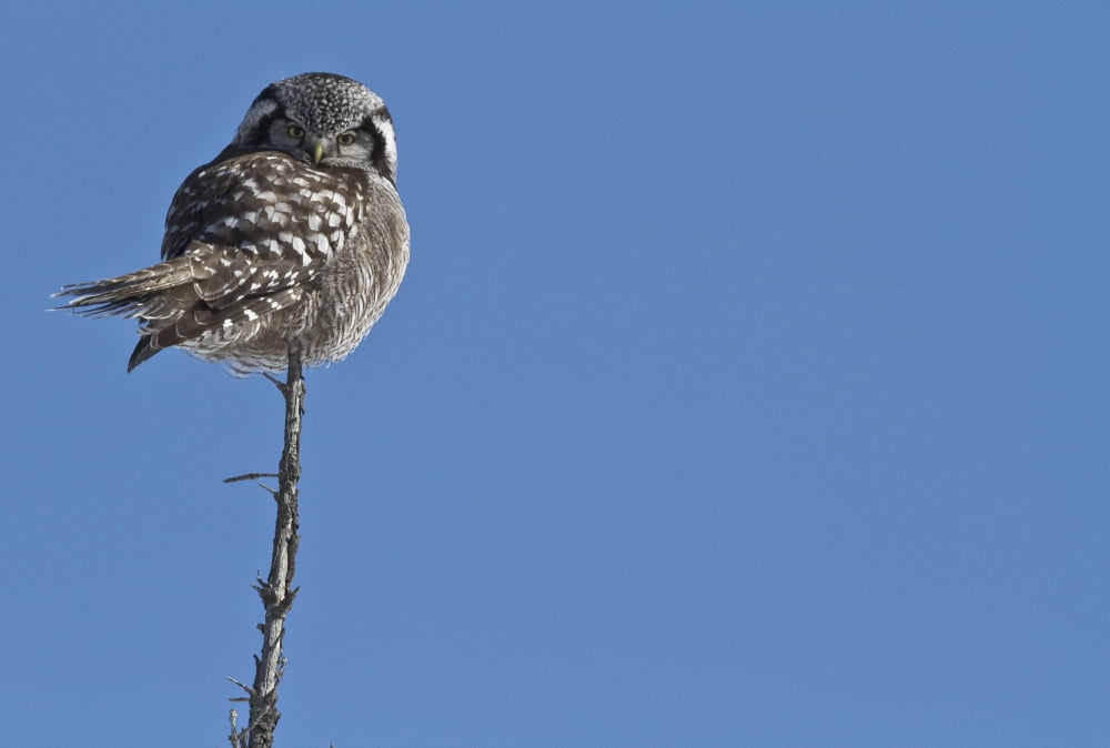 Northern Boreal Owl Canvas Art - Robert Postma Design Pics (17 x 11)