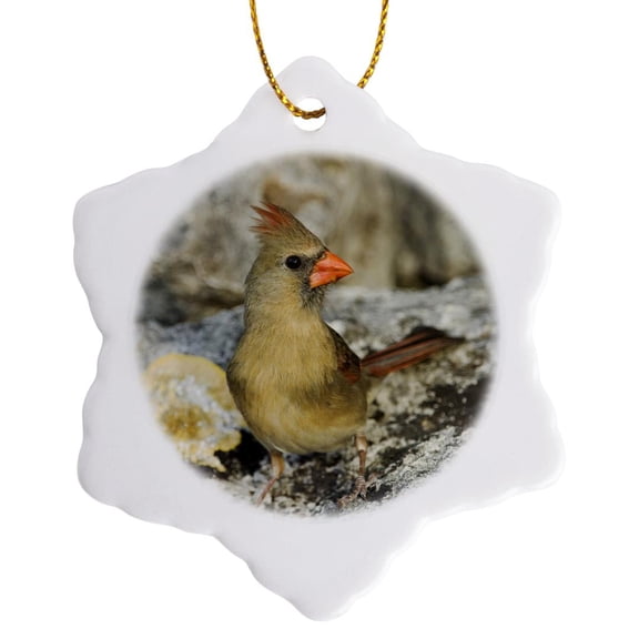 3drose, Northern Cardinal Bird, Hill Country, Texas - Na02 Rnu0203 - Rolf Nussbaumer, 3 inch Snowflake Porcelain Ornament