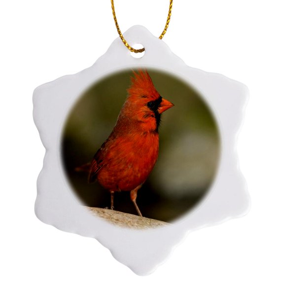 3drose, Northern Cardinal Bird Portrait - Us24 Bfr0095 - Bernard Friel, 3 inch Snowflake Porcelain Ornament