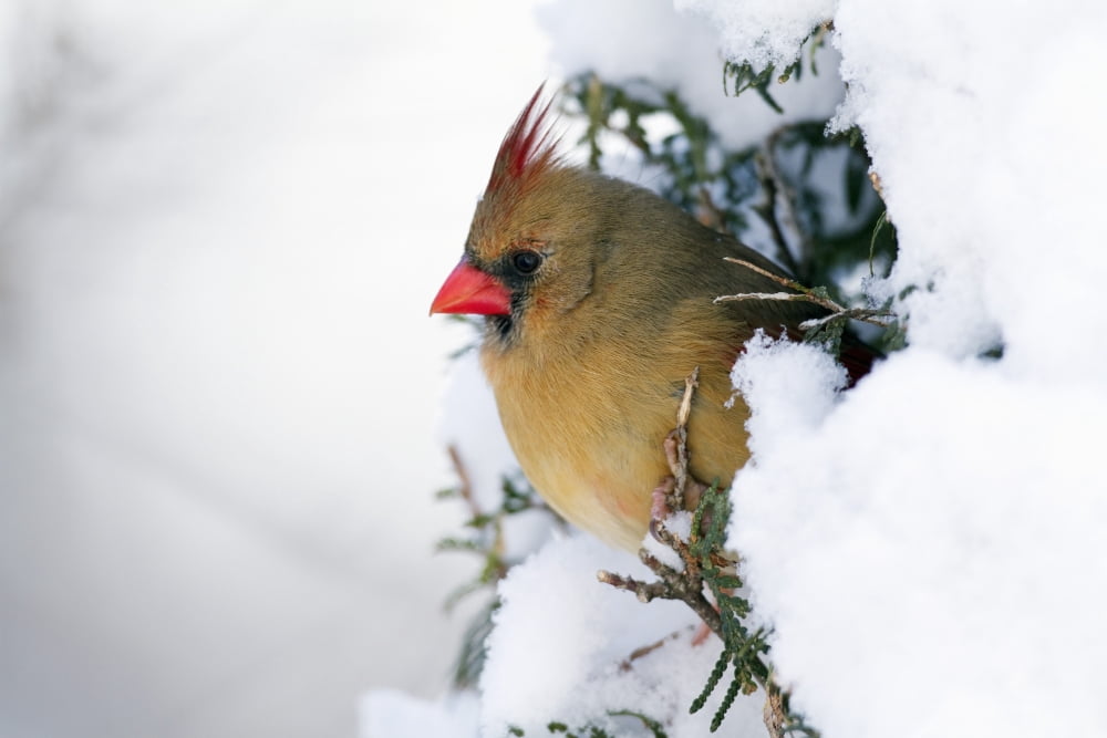 Northern Cardinal Cardinalis Cardinalis Montreal Botanical Garden Quebec Canada Canvas Art - Philippe Henry  Design Pics (34 x 22)