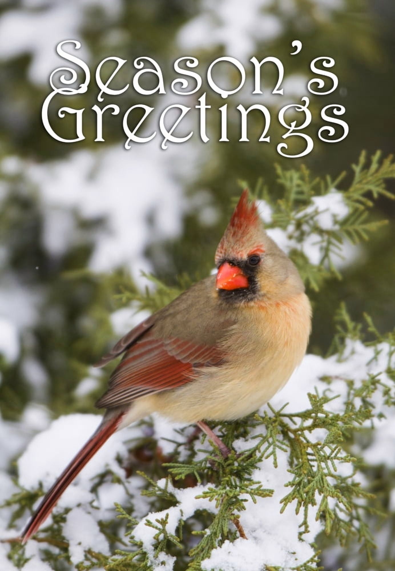 Northern Cardinal (Cardinalis cardinalis) female in Juniper tree (Juniperus keteleeri) in winter Marion Illinois USA Canvas Art - Richard & Susan Day Danita Delimont (11 x 16)