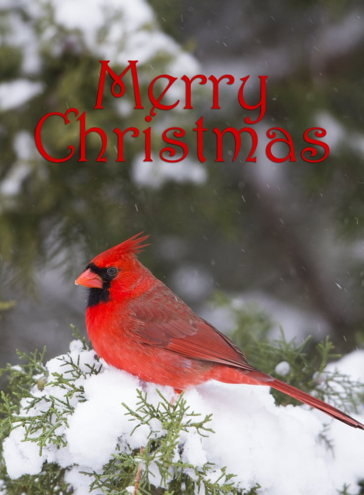 Northern Cardinal (Cardinalis cardinalis) male in Juniper tree (Juniperus keteleeri) in winter Marion Illinois USA Canvas Art - Richard & Susan Day Danita Delimont (11 x 15)
