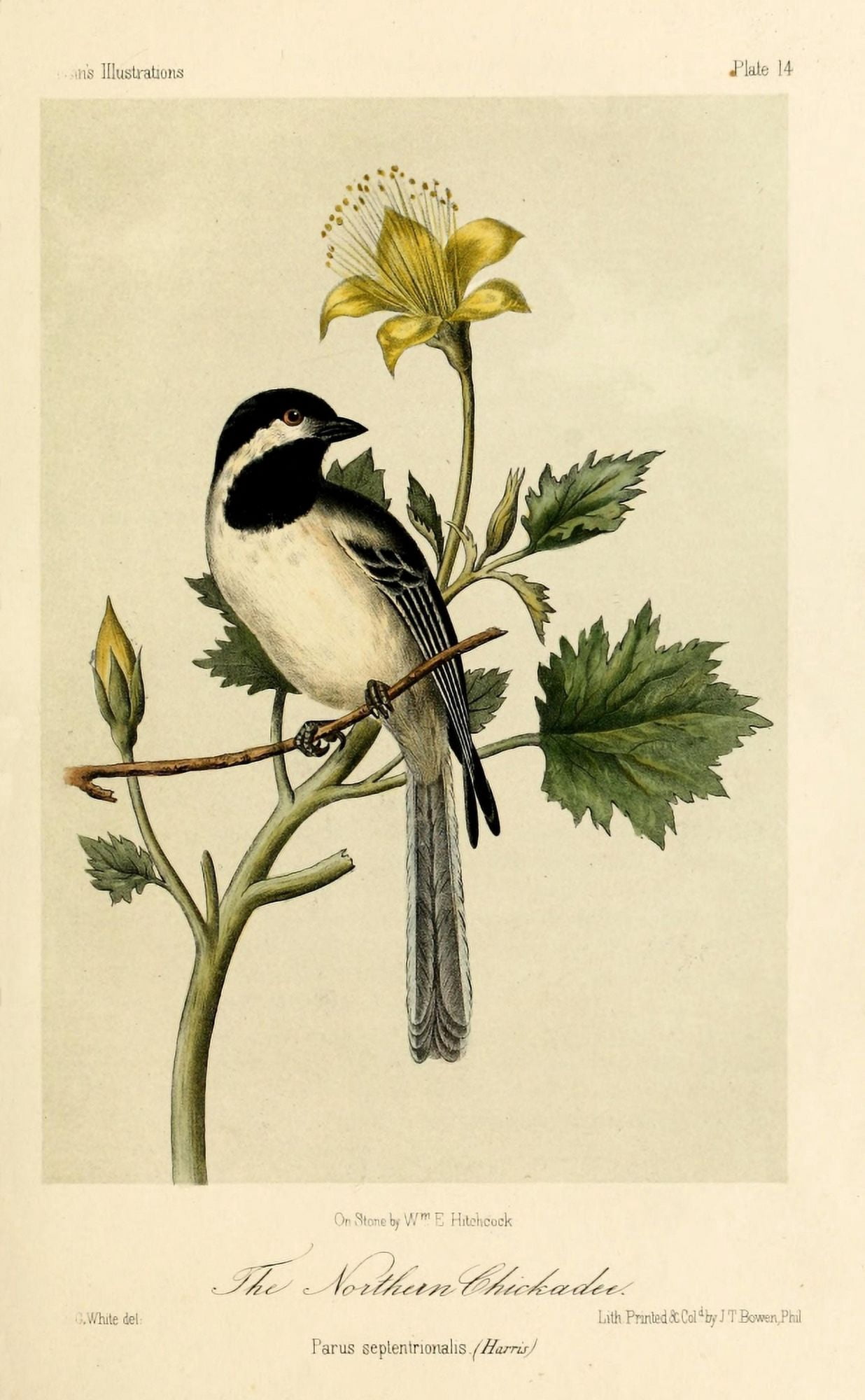 Northern Chickadee Canvas Art - WE Hitchcock (24 x 36)
