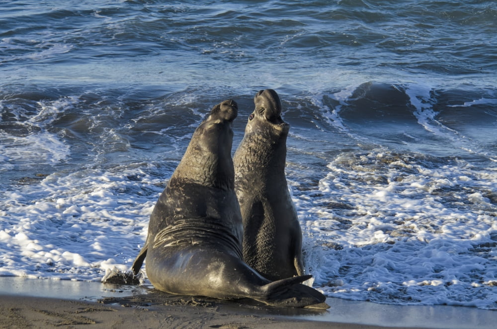 Northern Elephant Seal (Mirounga Angustirostris) On The Central California Coast California United States Of America Canvas Art - Mark Newman Design Pics (19 x 12)