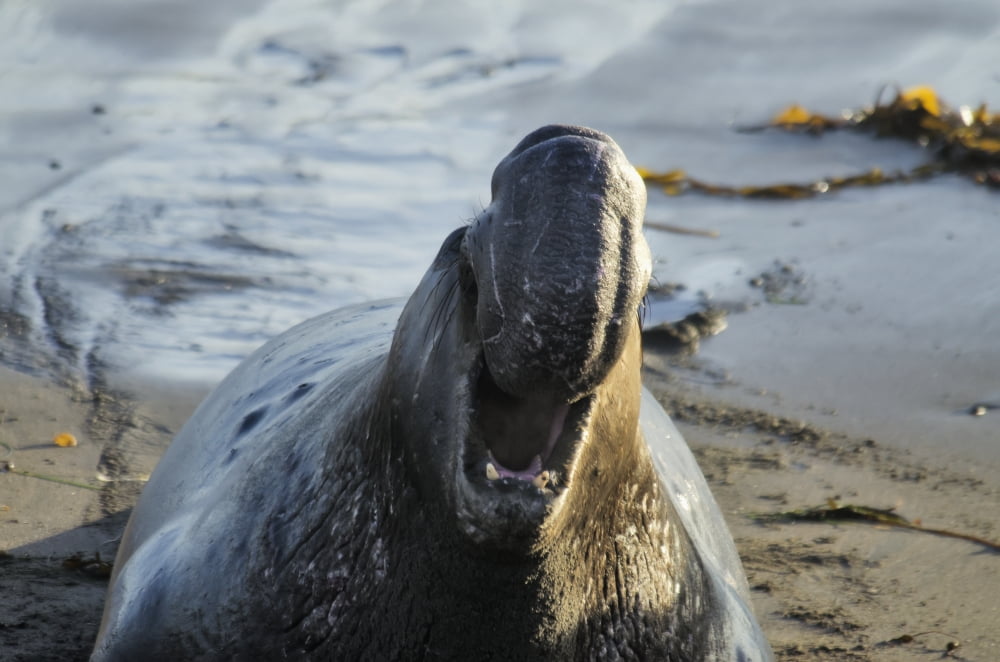 Northern Elephant Seal (Mirounga Angustirostris) On The Central California Coast California United States Of America Canvas Art - Mark Newman Design Pics (19 x 12)