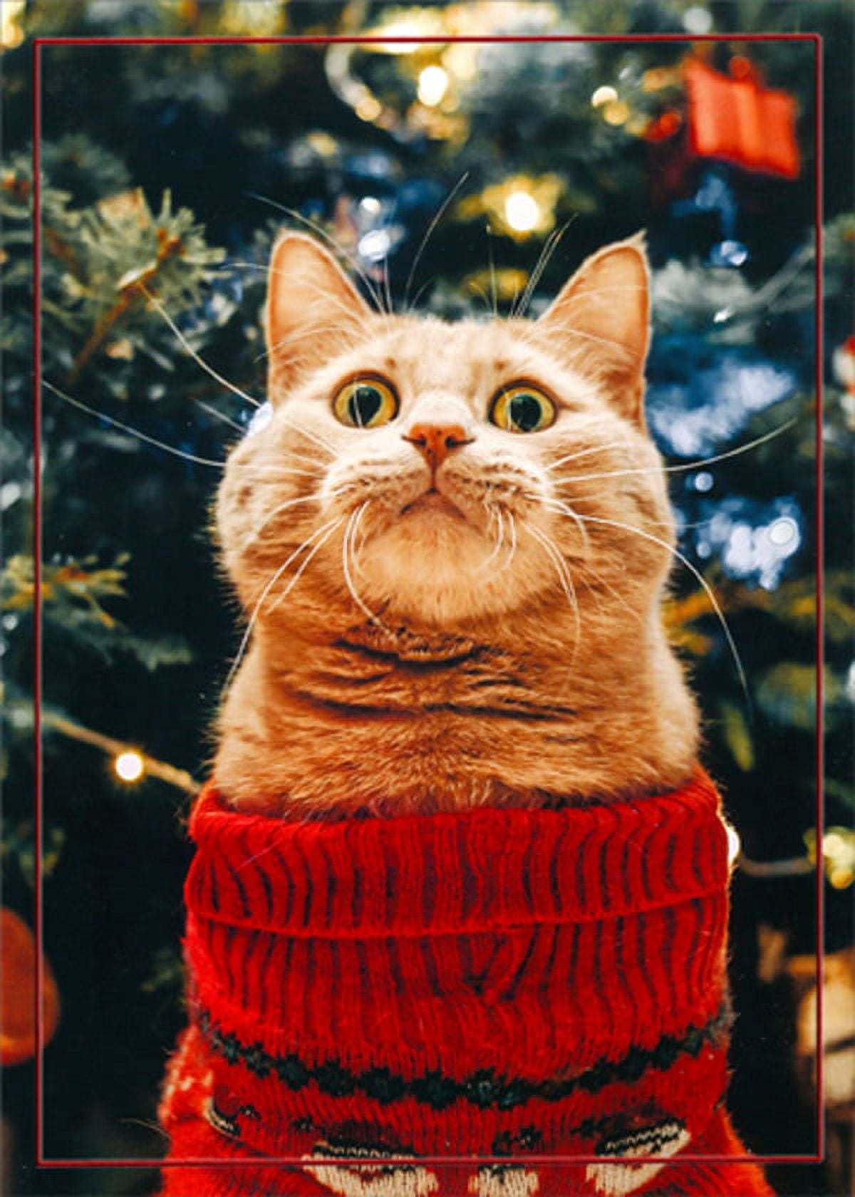 Northern Exposure Cat Wearing Festive Red Sweater Funny / Humorous Box of 12 Christmas Cards