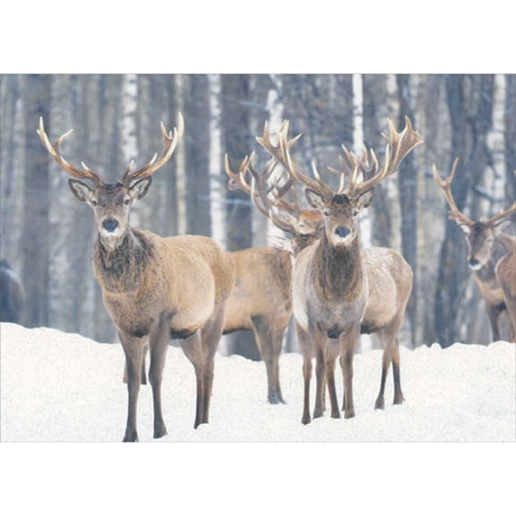 Northern Exposure Deer in Snow at Edge of Forest Photo Box of 12 Funny / Humorous Christmas Cards