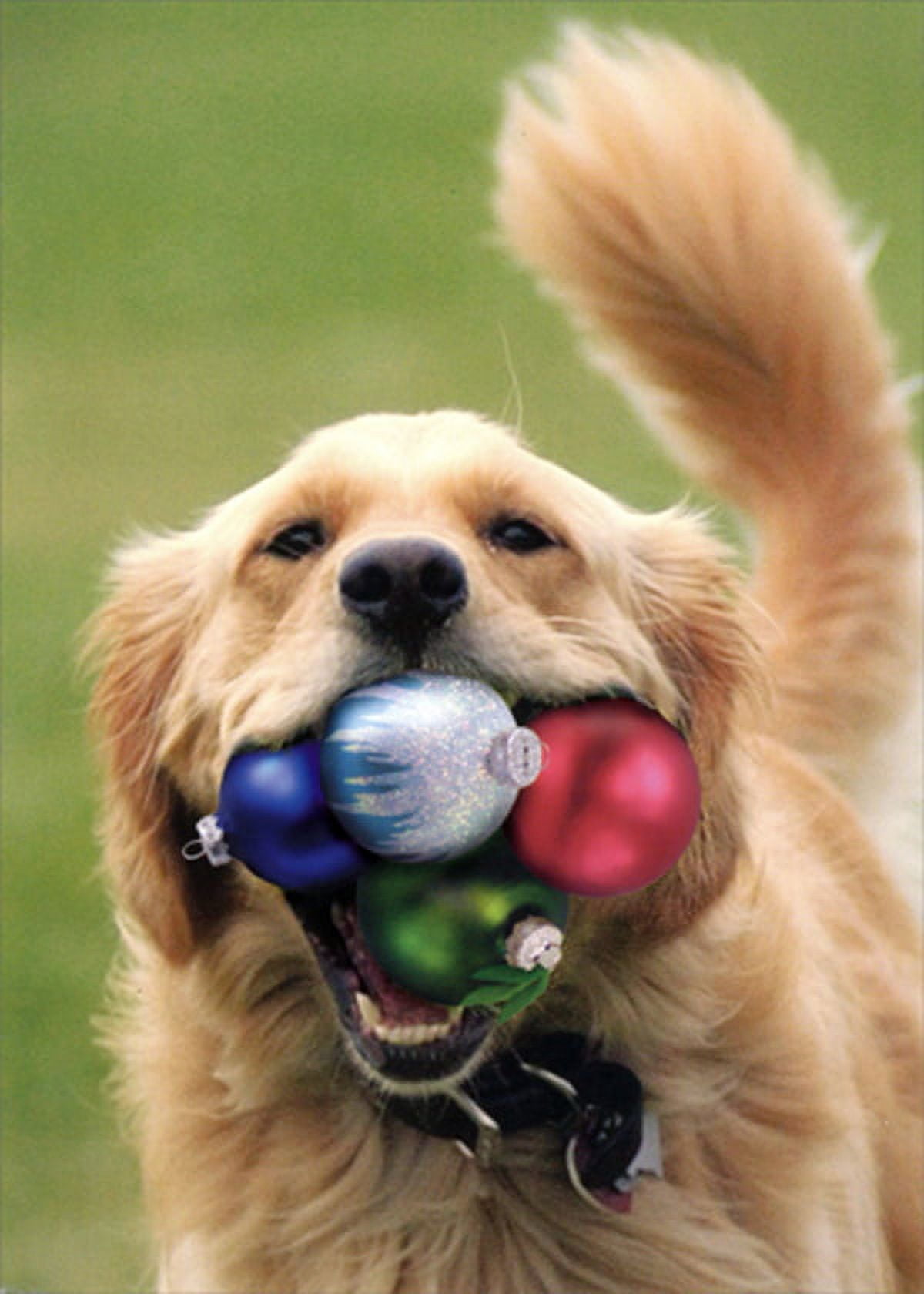 Northern Exposure Dog with Four Ornaments Stuffed in Mouth Box of 12 Christmas Cards