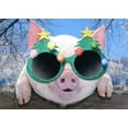 thumbnail image 1 of Northern Exposure Pig Wearing Festive Evergreen Tree Glasses Cute Funny / Humorous Box of 12 Christmas Cards, 1 of 2