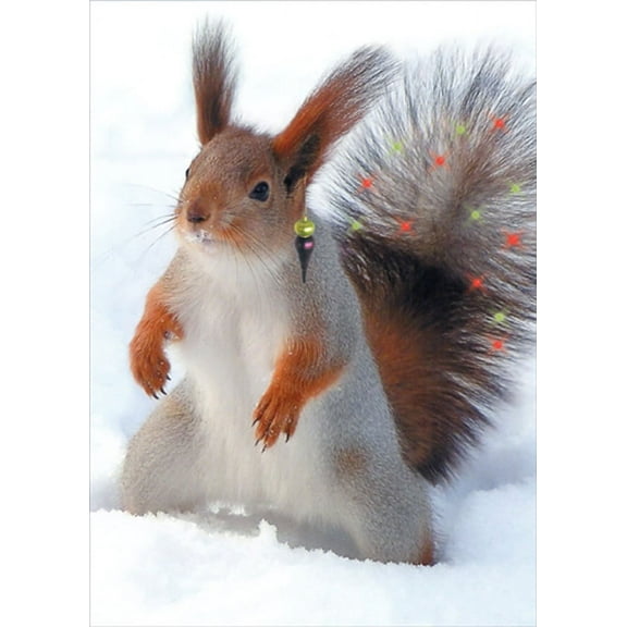 Northern Exposure Squirrel with Shocked Tail Funny / Humorous Box of 12 Christmas Cards