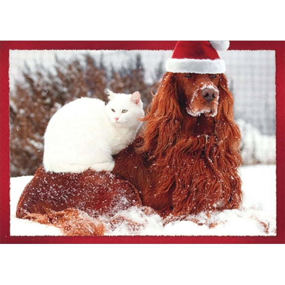 Northern Exposure White Cat Sitting on Brown Dog Box of 12 Christmas Cards
