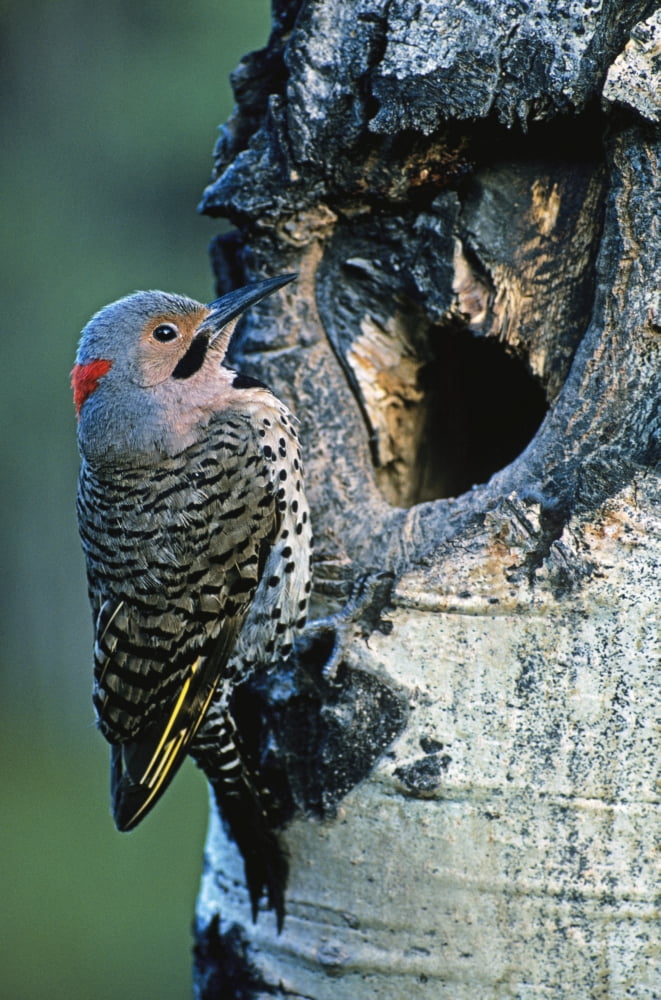 Northern Flicker Canvas Art - Darwin Wiggett Design Pics (22 x 34)