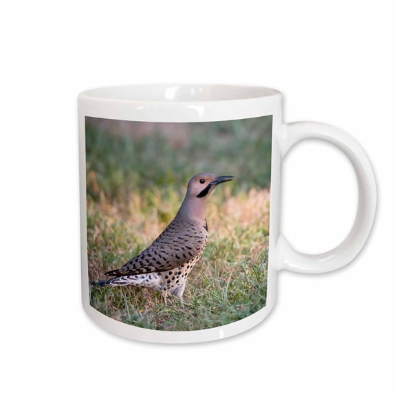3drose, Northern Flicker Male Feeding on Ground, Marion, Illinois, Usa., 11oz Mug