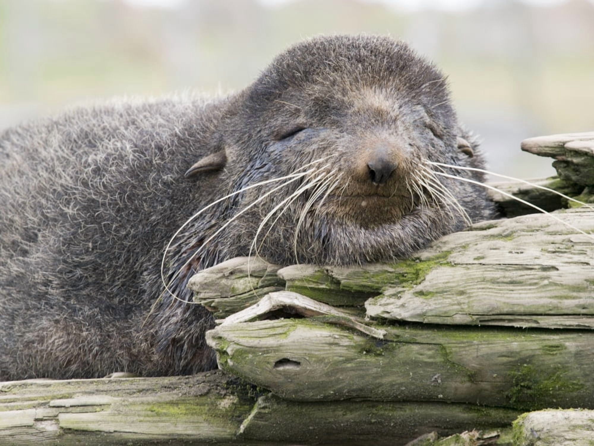 Northern Fur Seal Bull Resting On Driftwood St Paul Island Southwest Alaska Canvas Art - John Gibbens Design Pics (17 x 12)