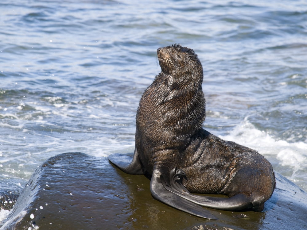 Northern Fur Seal Bull Sunbathes On A Rock In The Bering Sea St Paul Island Southwest Alaska Summer Canvas Art - John Gibbens Design Pics (17 x 12)