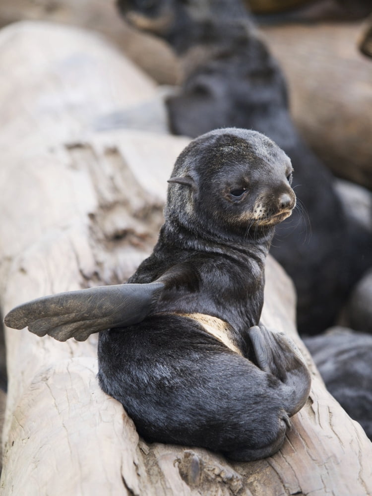 Northern Fur Seal Pup Scratching St Paul Island Southwest Alaska Summer Canvas Art - John Gibbens Design Pics (24 x 34)