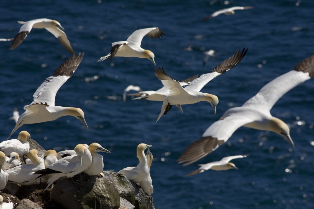 Northern Gannets Cape St Marys Ecological Reserve Newfoundland And Labrador Canvas Art - John Sylvester Design Pics (17 x 11)