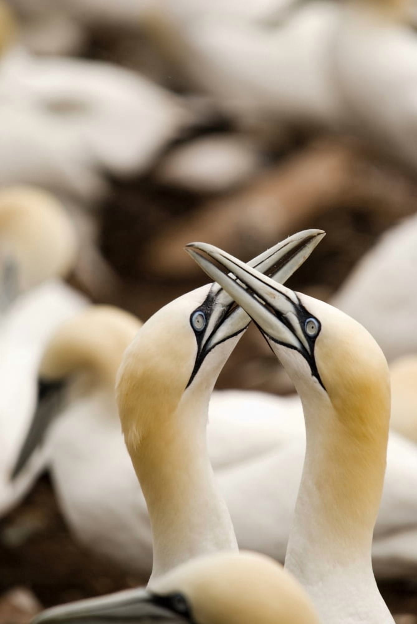 Northern Gannets (Morus Bassanus) Rubbing Beaks PerceQuebec Canada Canvas Art - Philippe Widling Design Pics (12 x 19)