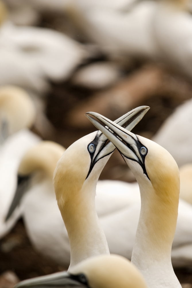 Northern Gannets (Morus Bassanus) Rubbing Beaks PerceQuebec Canada Canvas Art - Philippe Widling Design Pics (24 x 38)