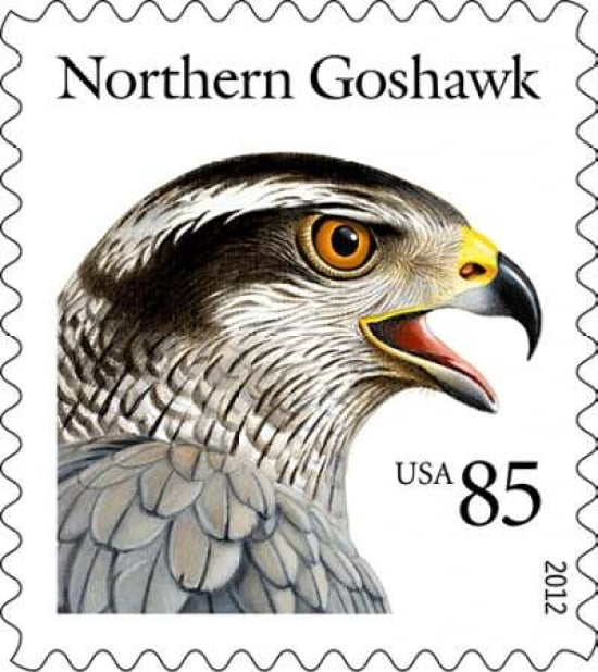 Northern Goshawk Canvas Art - US POSTAL SERVICE (24 x 24)