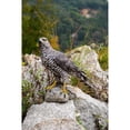 thumbnail image 1 of Northern Goshawk Standing On Rock Statue, 1 of 5