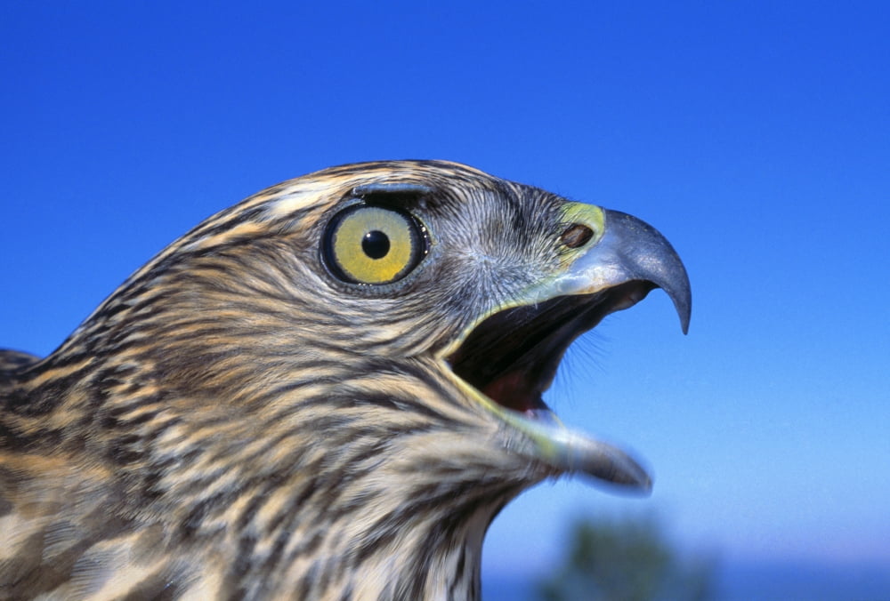Northern Goshawk With Open Beak Canvas Art - Natural Selection David Ponton Design Pics (18 x 12)