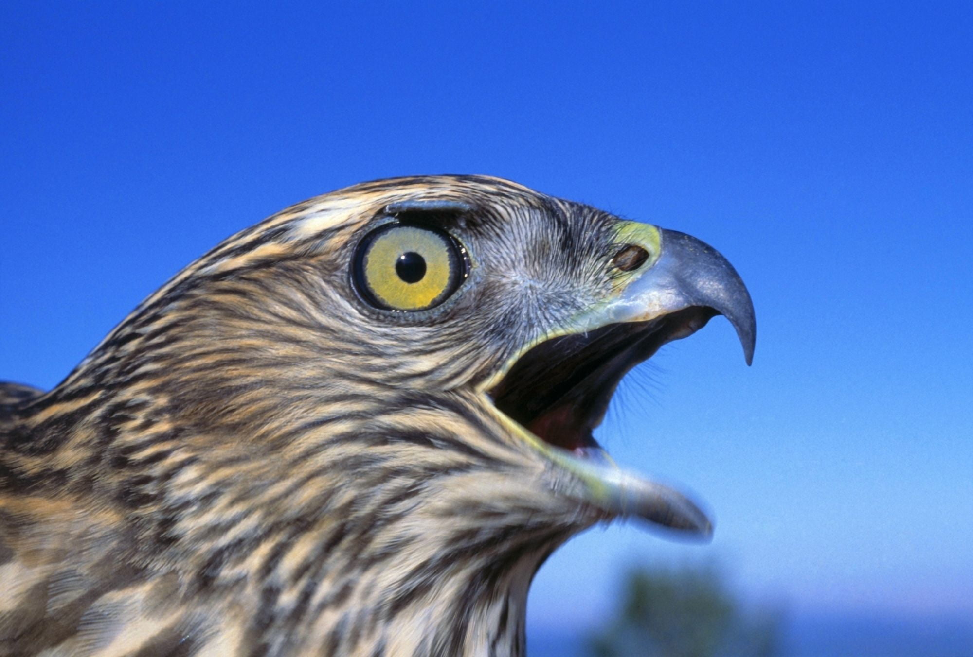 Northern Goshawk With Open Beak Canvas Art - Natural Selection David Ponton Design Pics (36 x 24)