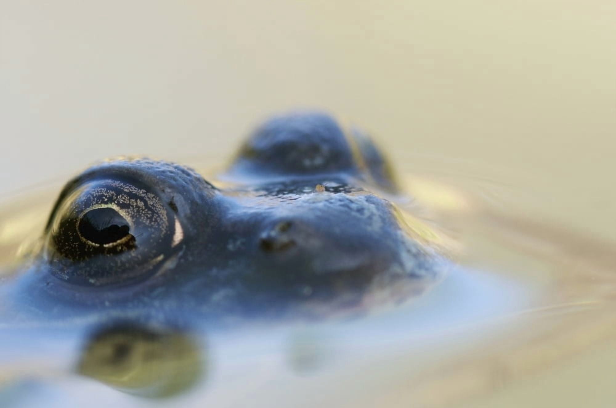 Northern Green Frog Peeking Out Of Water Vaudreuil Quebec Canada Canvas Art - Steeve Marcoux Design Pics (19 x 12)