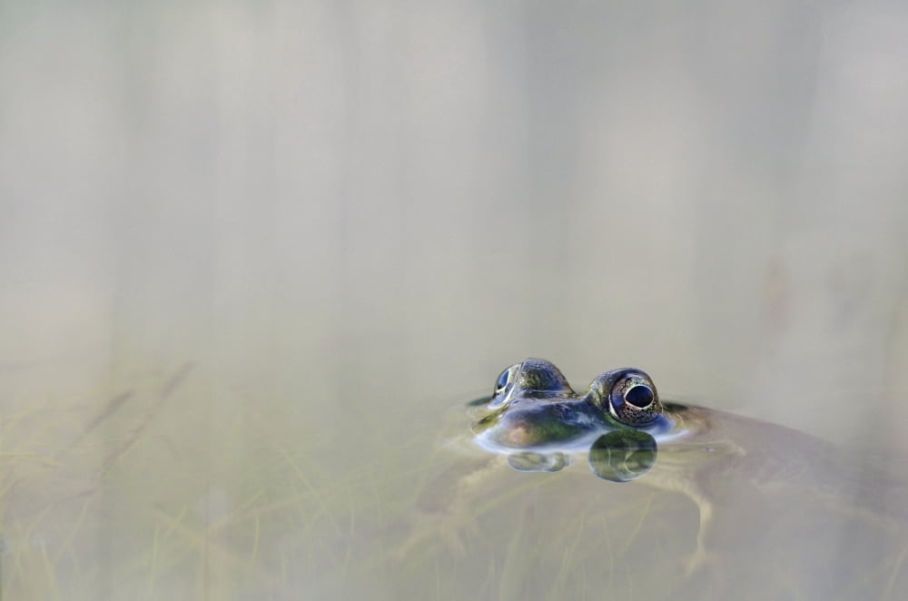 Northern Green Frog Peeking Out Of Water Vaudreuil Quebec Canada Canvas Art - Steeve Marcoux Design Pics (38 x 24)