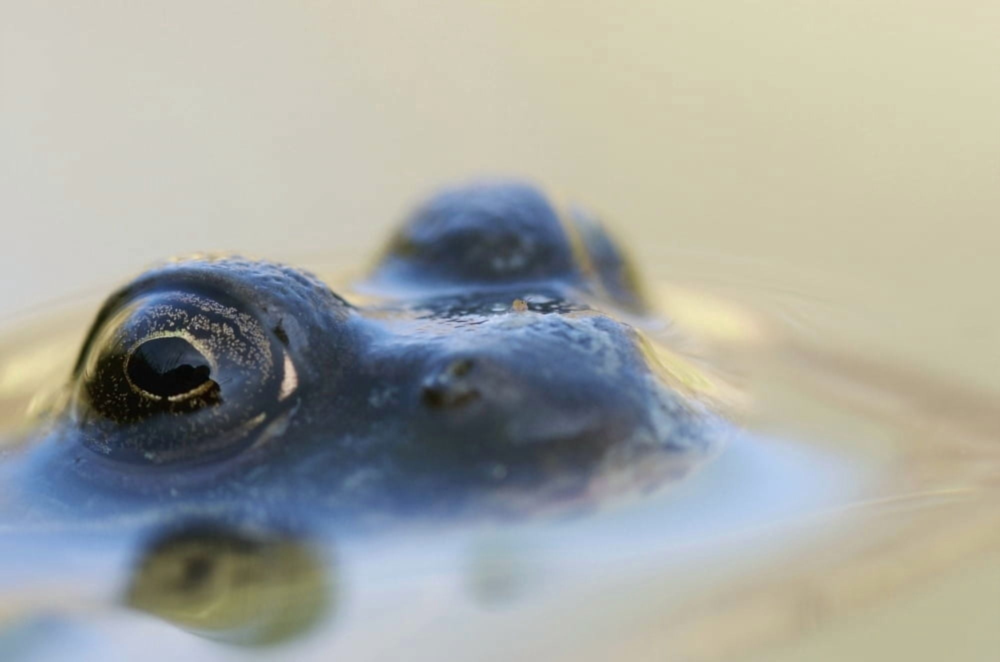 Northern Green Frog Peeking Out Of Water Vaudreuil Quebec Canada Canvas Art - Steeve Marcoux Design Pics (38 x 24)