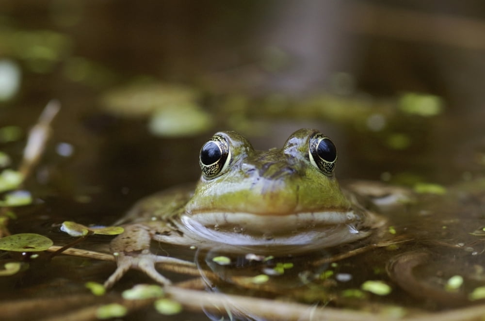 Northern Green Frog Peeking Out Of Water Vaudreuil Quebec Canada Canvas Art - Steeve Marcoux Design Pics (38 x 24)
