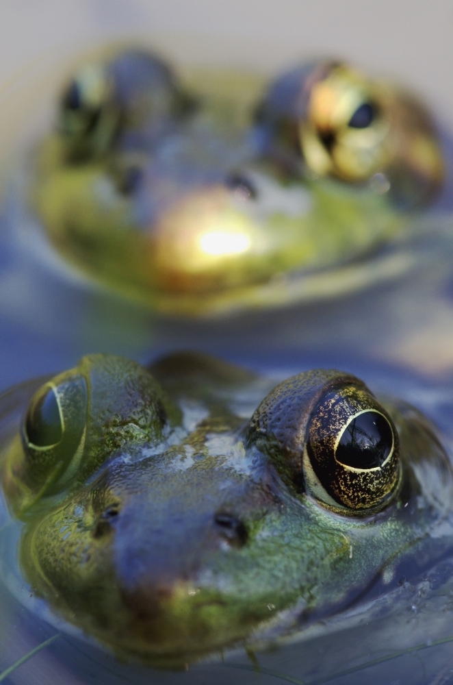 Northern Green Frogs Mating In A Pond Vaudreuil Quebec Canada Canvas Art - Steeve Marcoux Design Pics (12 x 19)