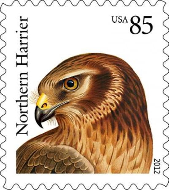 Northern Harrier Canvas Art - US POSTAL SERVICE (24 x 24)