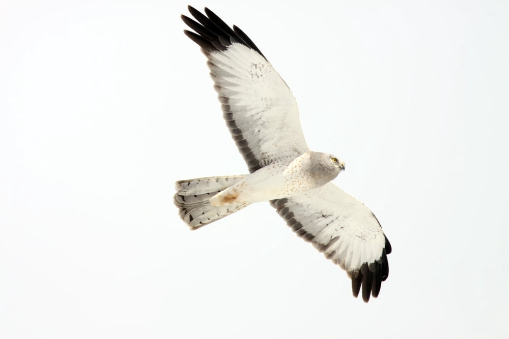Northern Harrier Hawk Yukon Canvas Art - Robert Postma Design Pics (17 x 11)