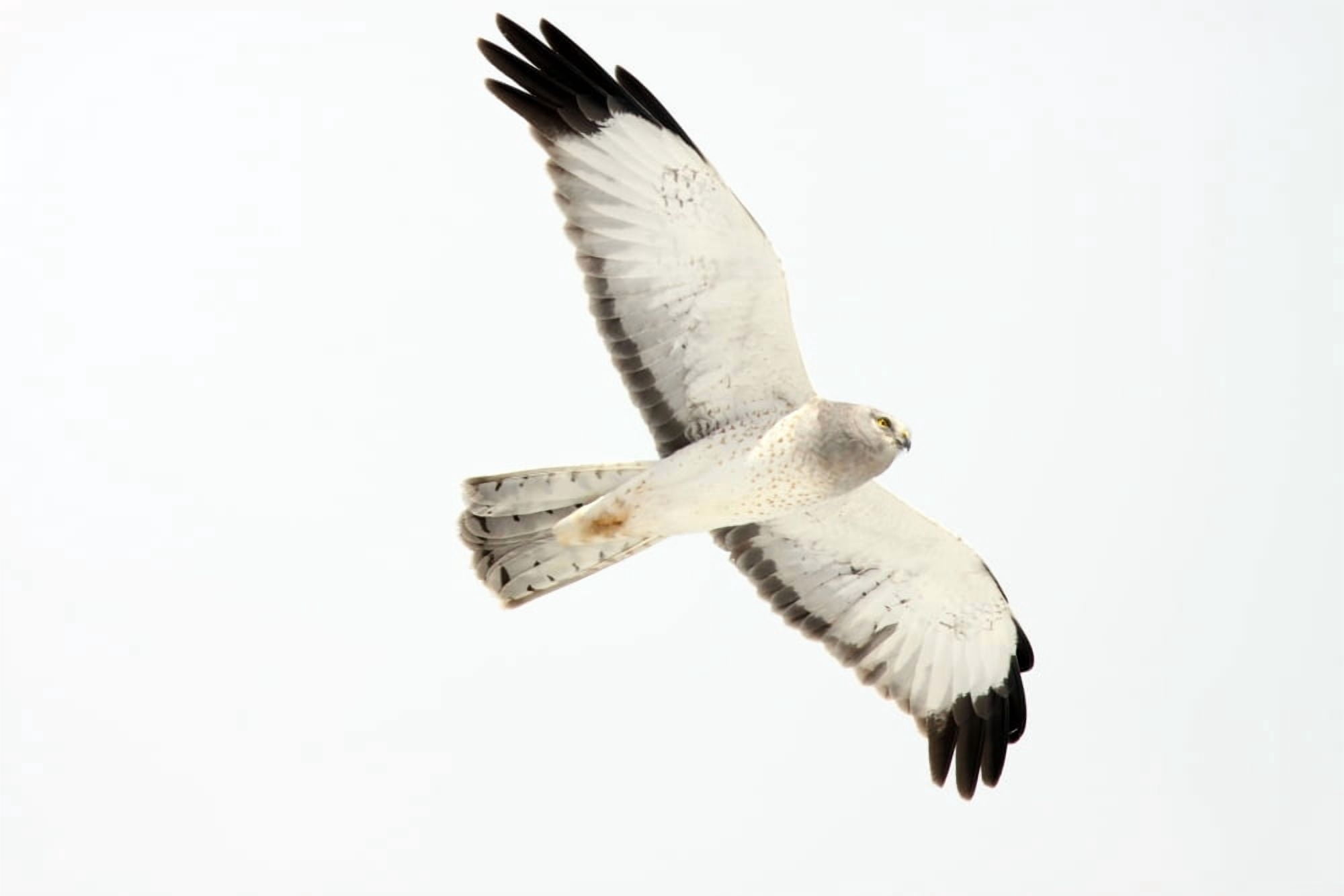 Northern Harrier Hawk Yukon Canvas Art - Robert Postma Design Pics (34 x 22)