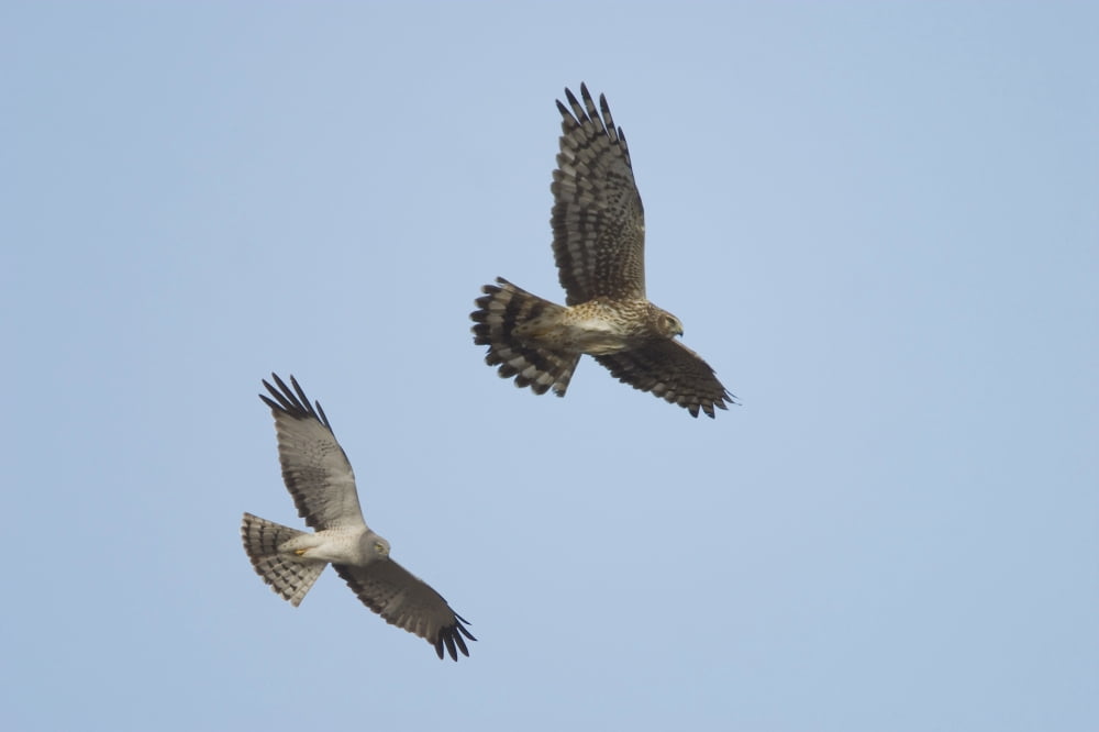 Northern Harrier Hawks In Flight Composite Digital AkNdenali National Park Canvas Art - Calvin Hall Design Pics (19 x 12)