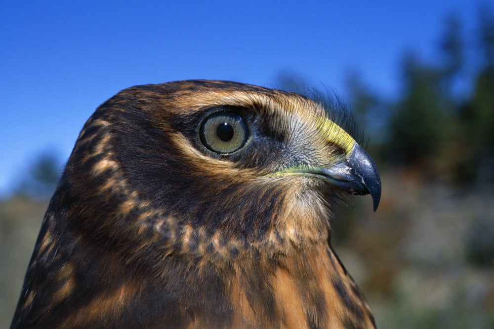 Northern Harrier Raptor In Profile Canvas Art - Natural Selection David Ponton  Design Pics (18 x 12)