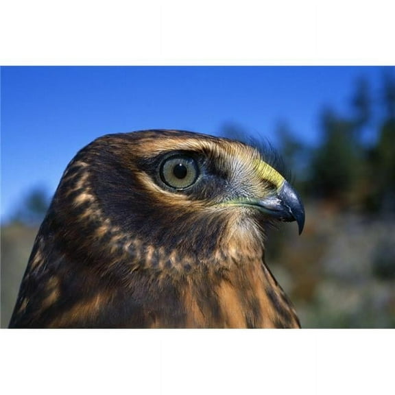 Northern Harrier Raptor in Profile Poster Print by Natural Selection David Ponton, 18 x 12