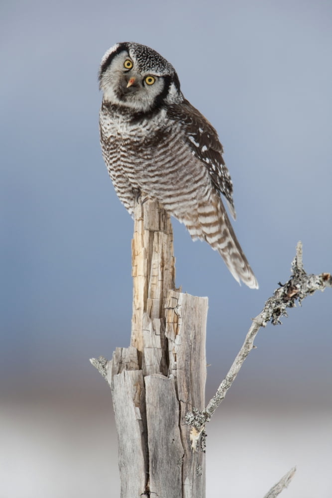 Northern Hawk Owl With Head Tilted Perched On Snag On Copper River Delta Near Cordova Southcentral Alaska Winter Canvas Art - Milo Burcham Design Pics (24 x 38)
