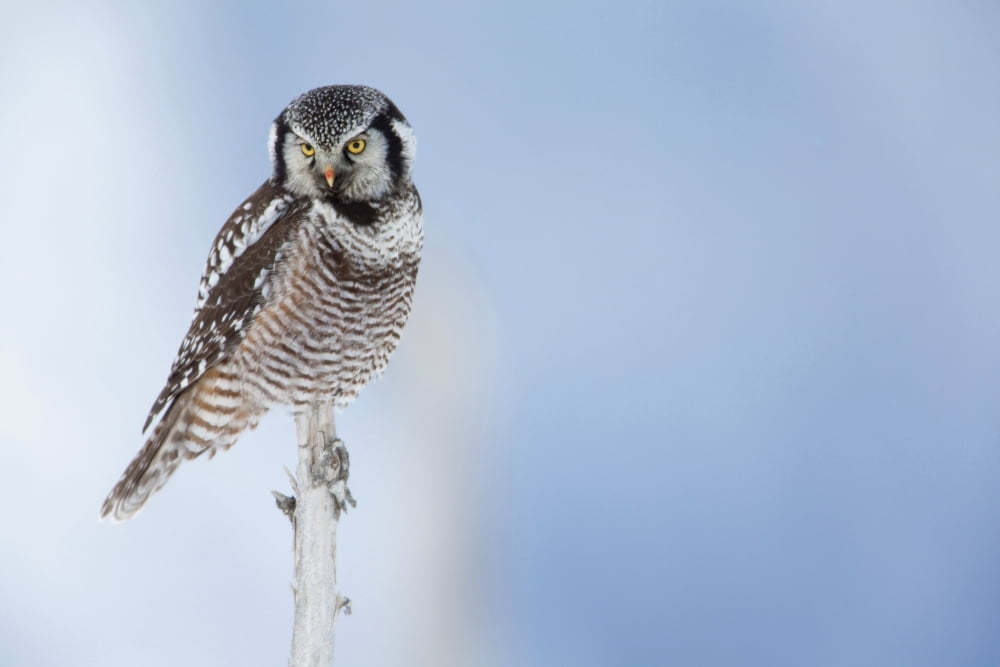 Northern Hawk Owl Perched On Snag On Copper River Delta Near Cordova Southcentral Alaska Winter Canvas Art - Milo Burcham Design Pics (19 x 12)
