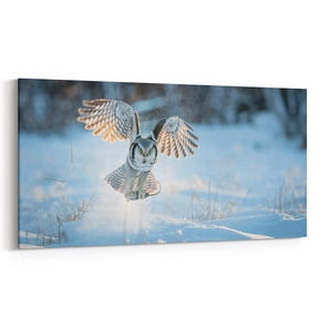 Northern Hawk Owl Snow Launch — Winter Wildlife Photography Canvas Print