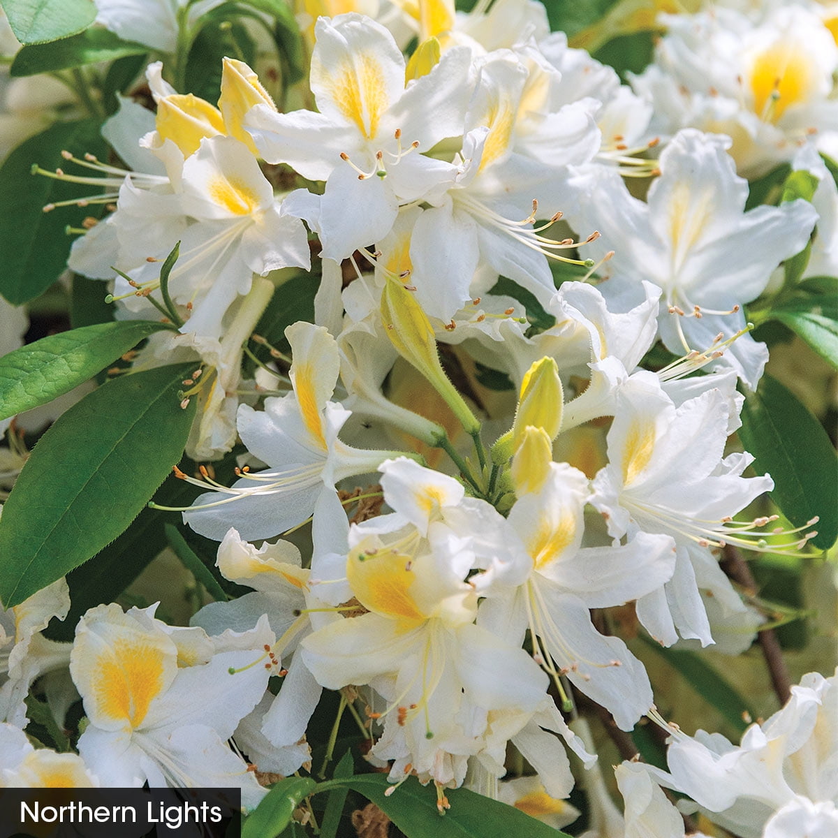 Northern Hi-Lights Hardy Azalea, Perennial Garden Flowering Shrub (1 ...