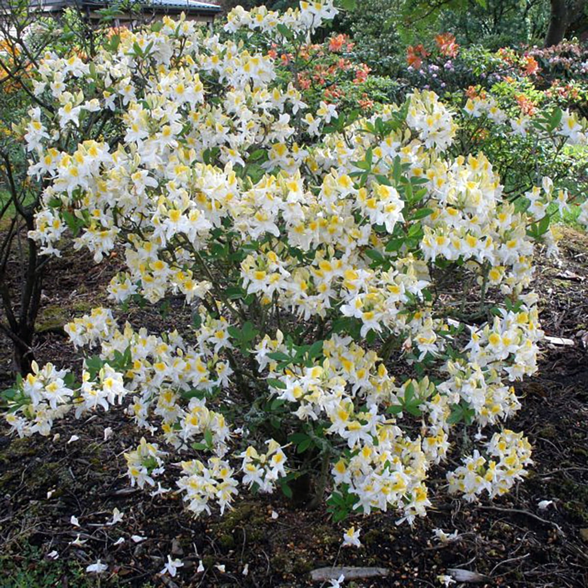 Northern Hi-Lights Deciduous Exbury Azalea - Very Hardy - 4" Pot
