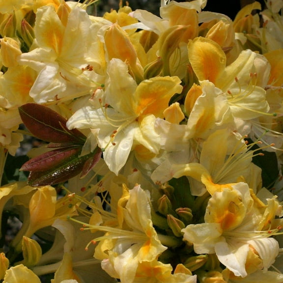 RedCrocus Northern Highlights Azalea - Evergreen Shrub, Blooms Early Spring, Low Maintenance, Deer & Pet Safe, Container & Garden Plant 2 Gallon