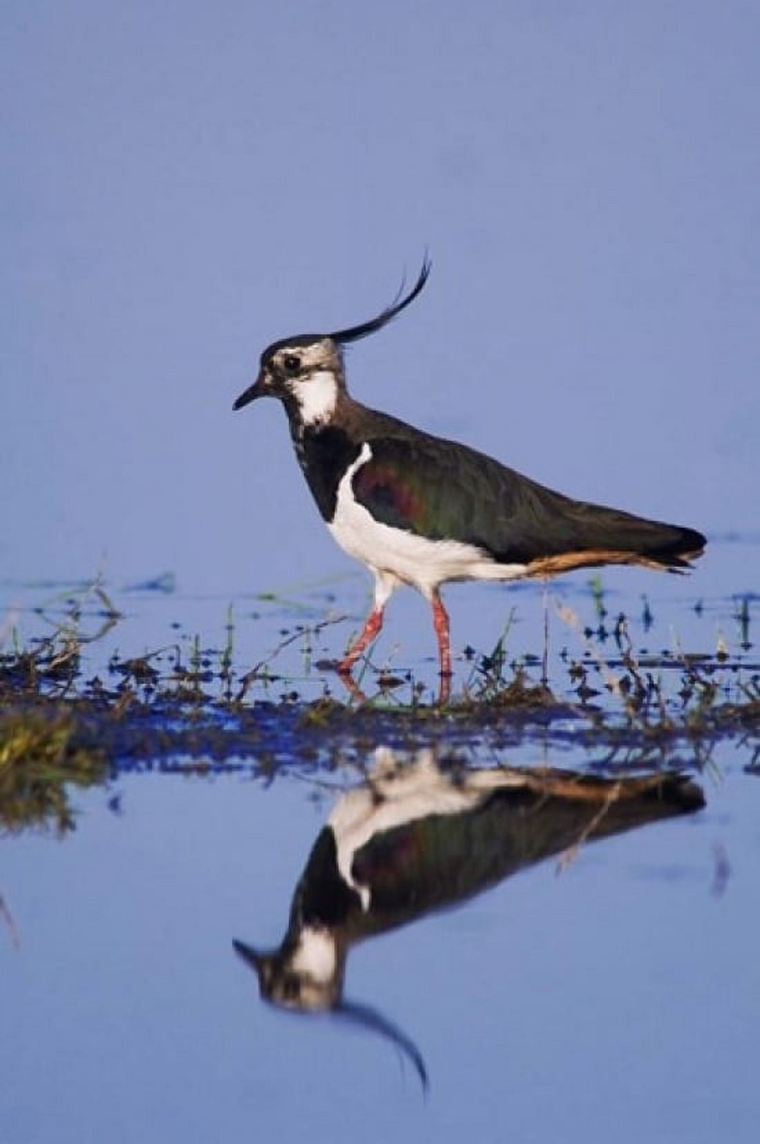 Northern Lapwing Butterfly Canvas Art - Rolf Nussbaumer DanitaDelimont (24 x 36)